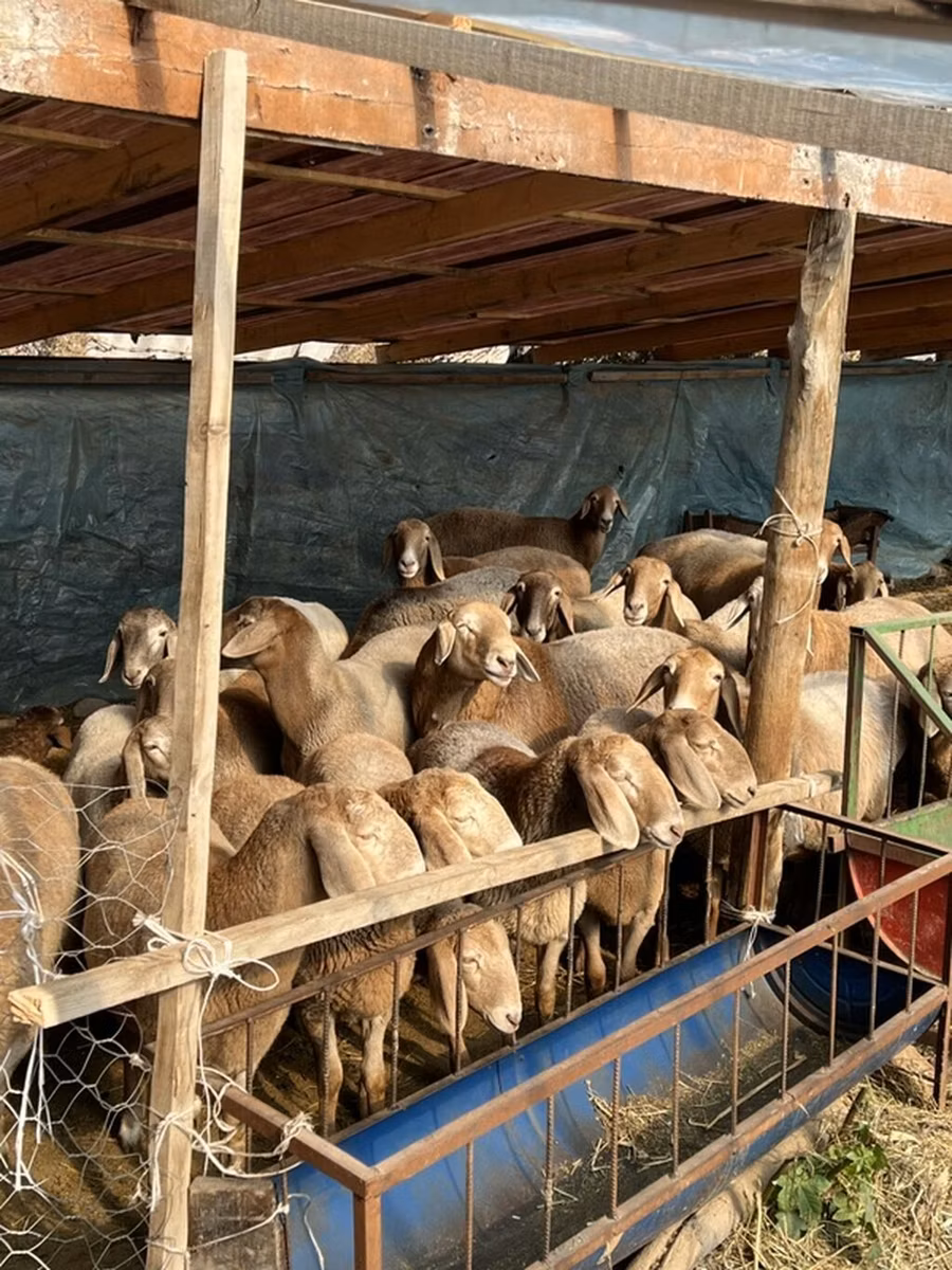 Tian-Shan semifinewool sheep