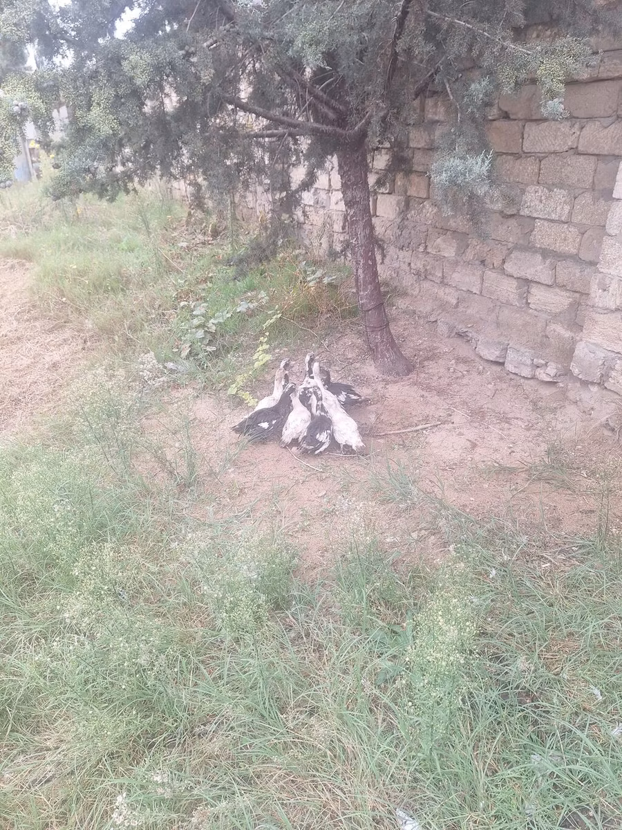 जर्मन पेकिन