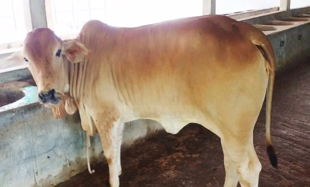 Azerbaijani zebu