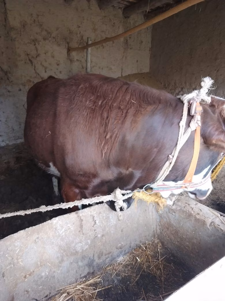 Vache hollandaise (Éteinte)