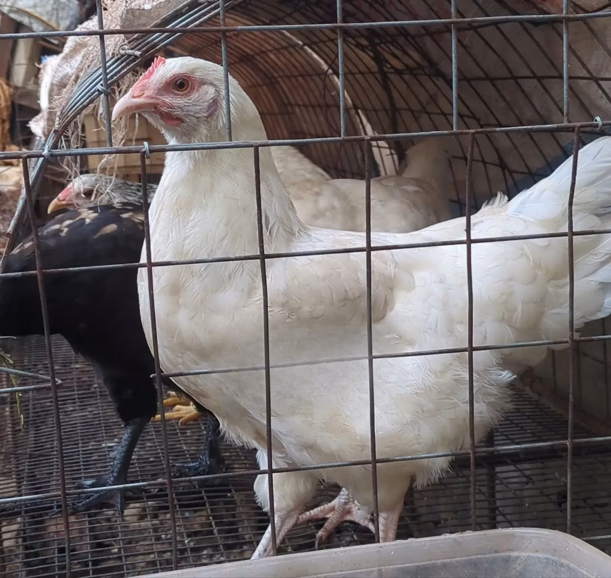 poules Shamo