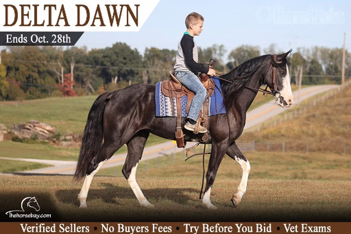 Racking Horse