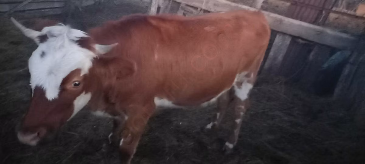 Vache kazakhe à tête blanche