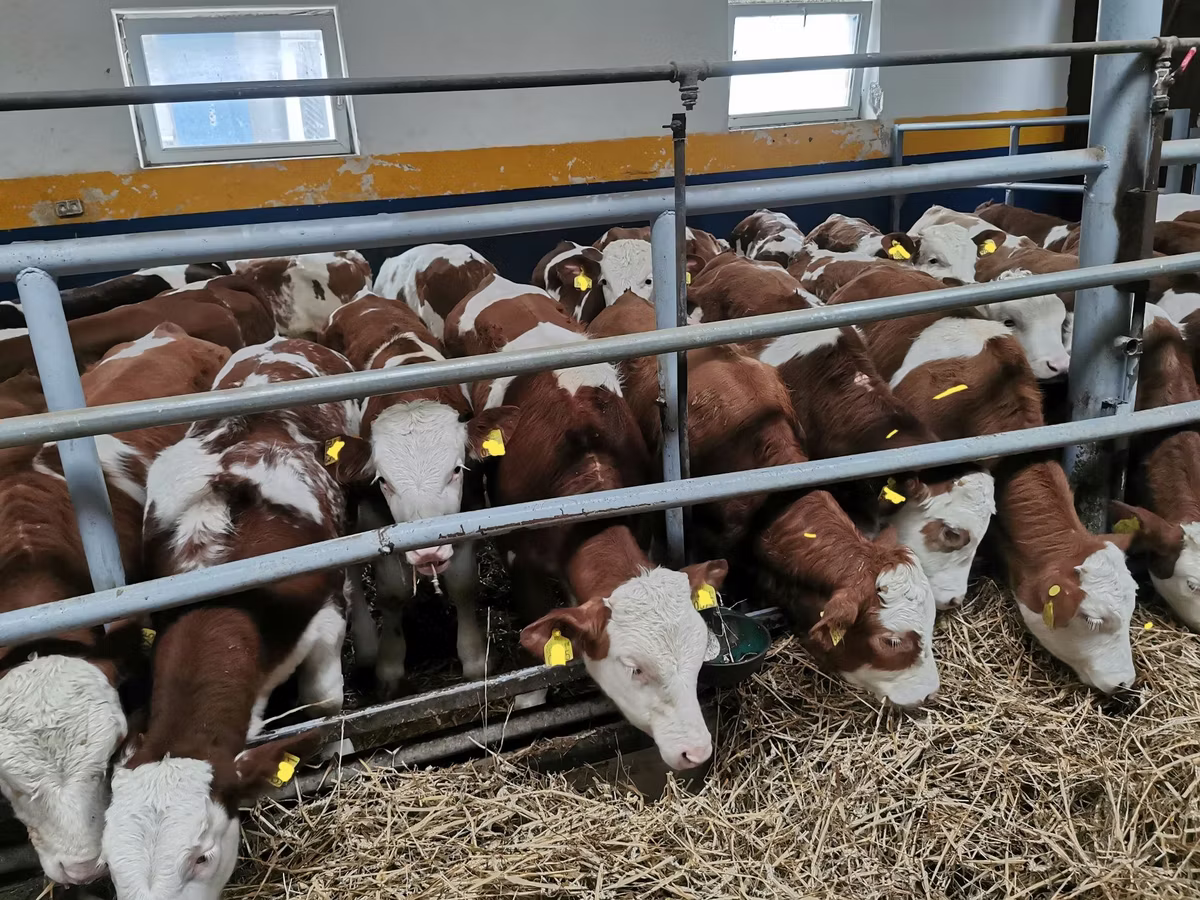 Belgian Blue