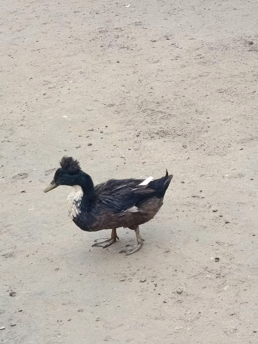 क्रेस्टेड