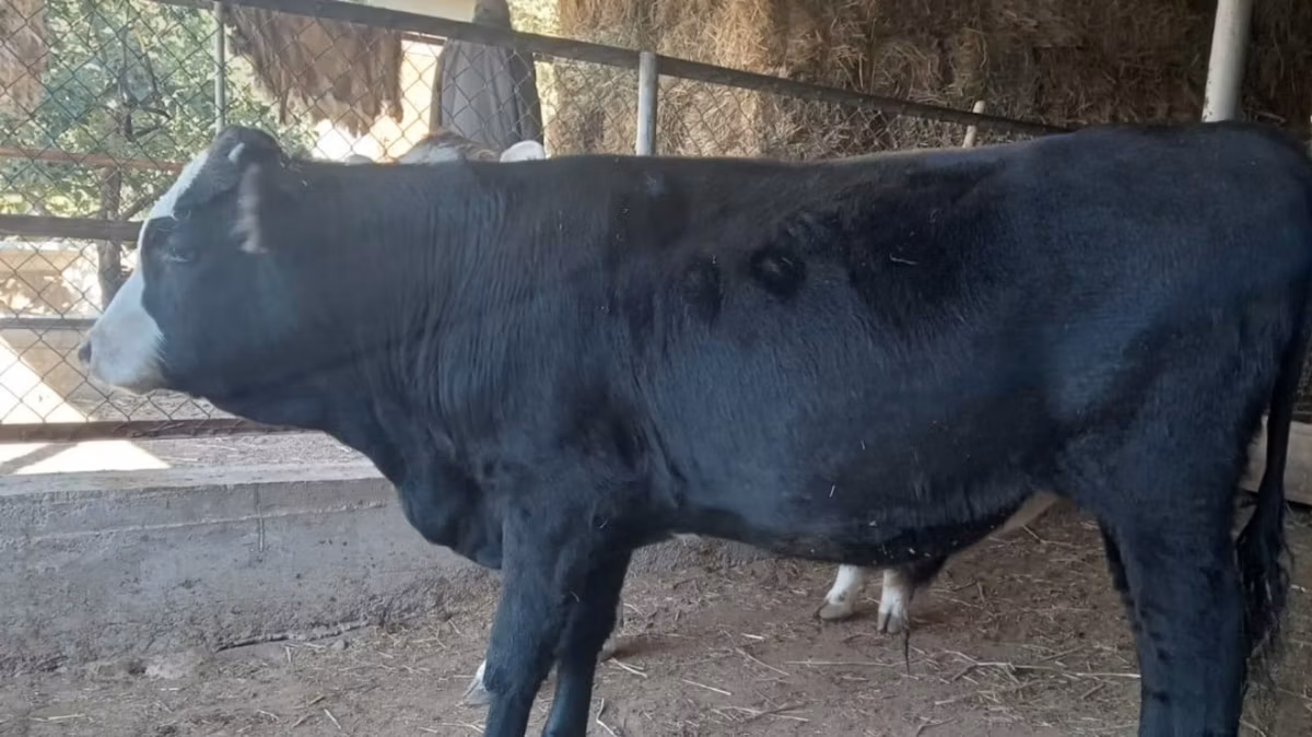 Latvian Blue cattle
