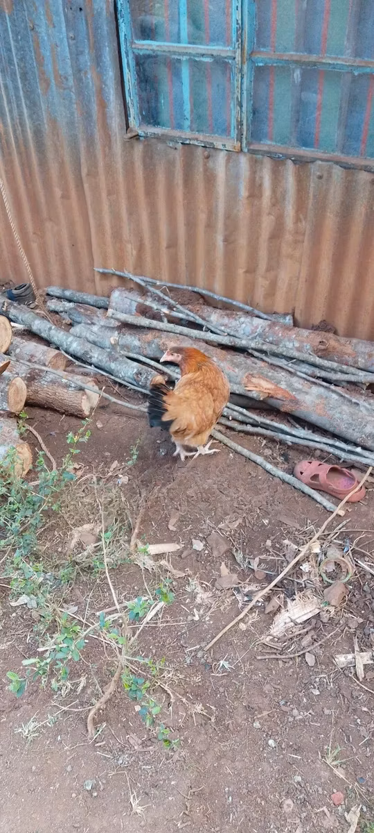 poules Shamo