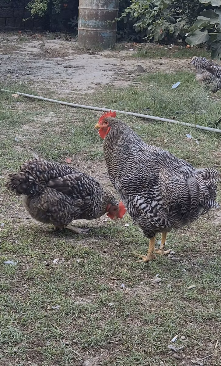 Slovenian Barred Hen