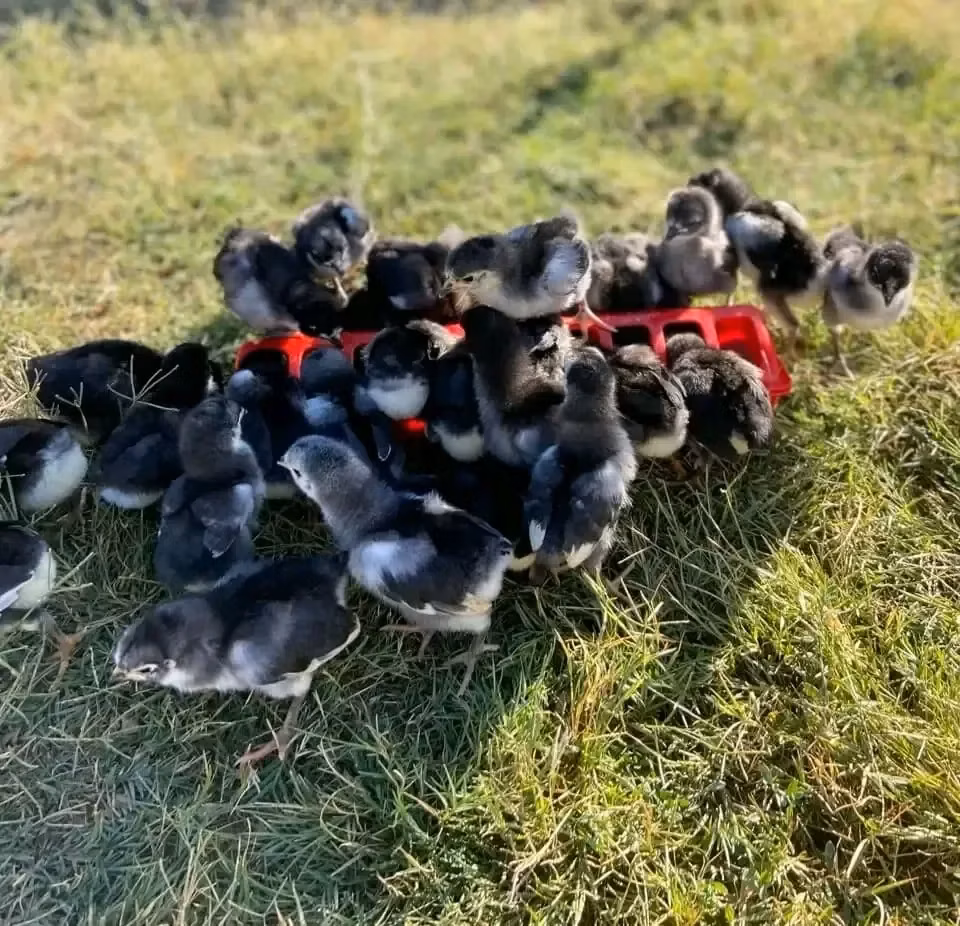 ऑस्ट्रेलॉर्प