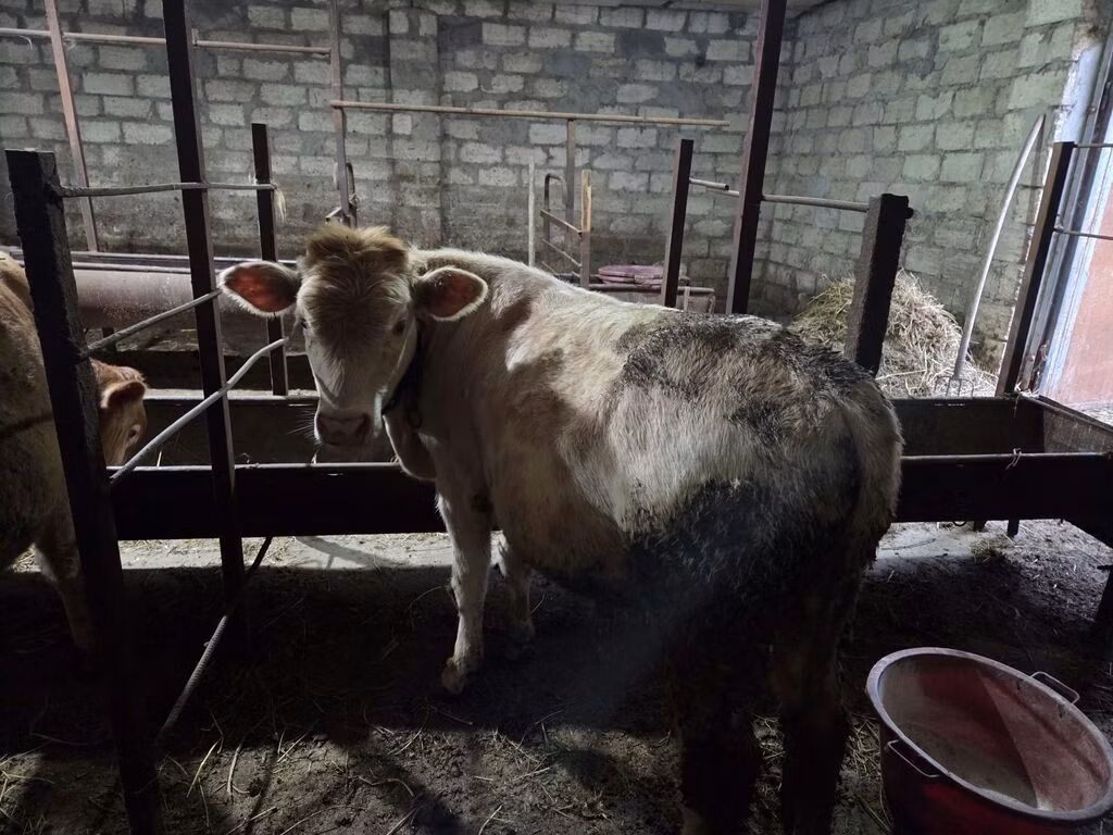 Red-spotted breed