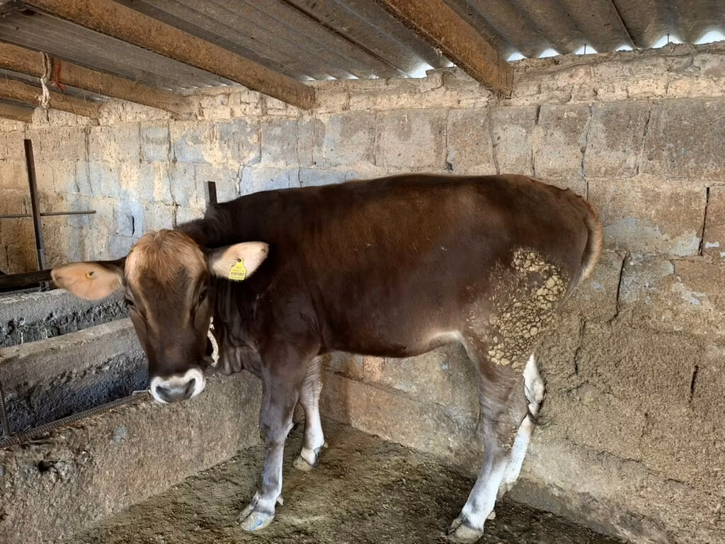 Swiss cattle