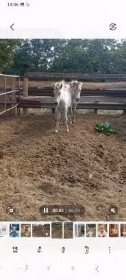 lcelandic horse