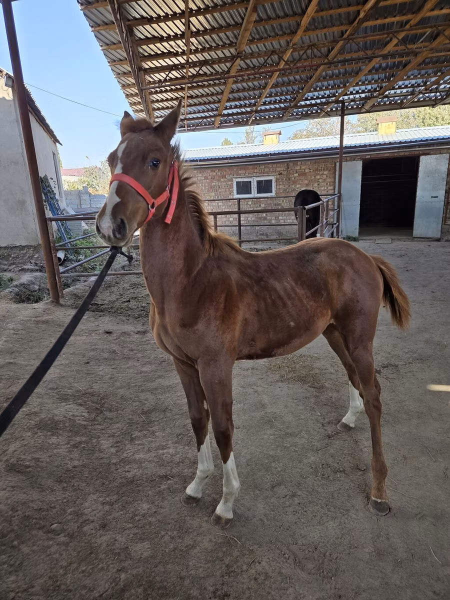 Thoroughbred horse