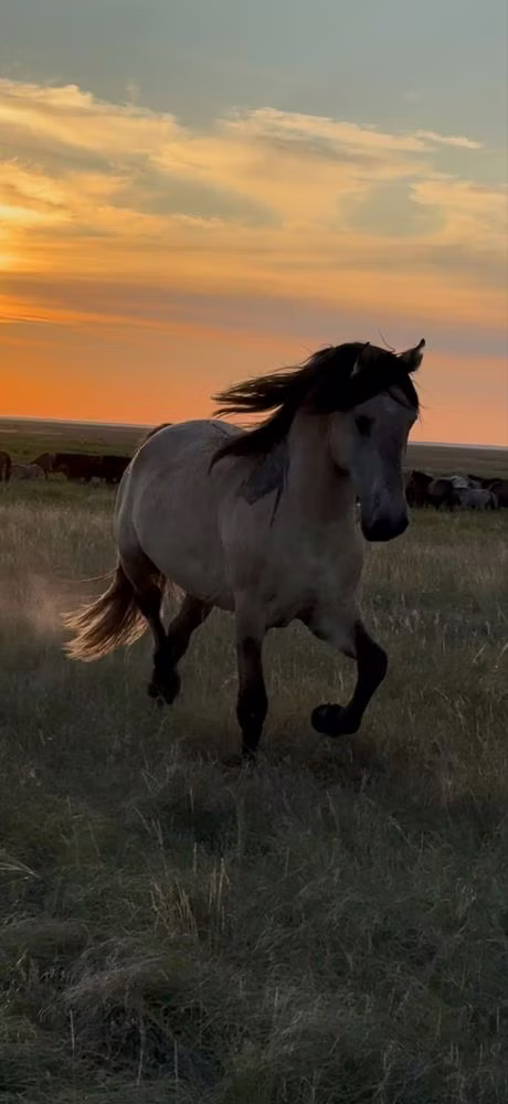 Bashkir horse