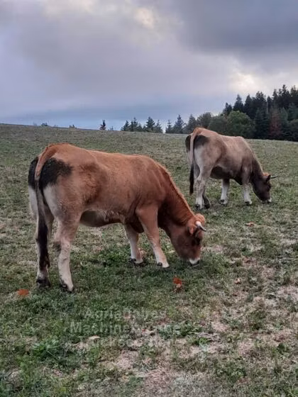 Aubrac cattle