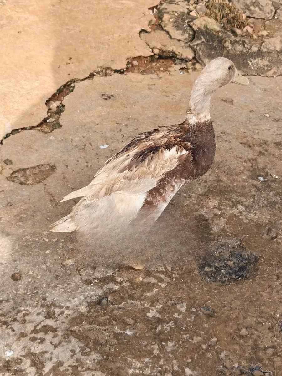 ساكسوني
