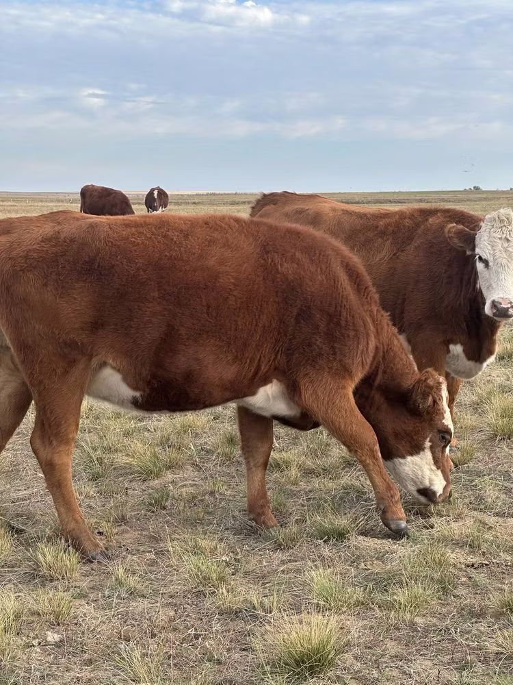 Vache kazakhe à tête blanche