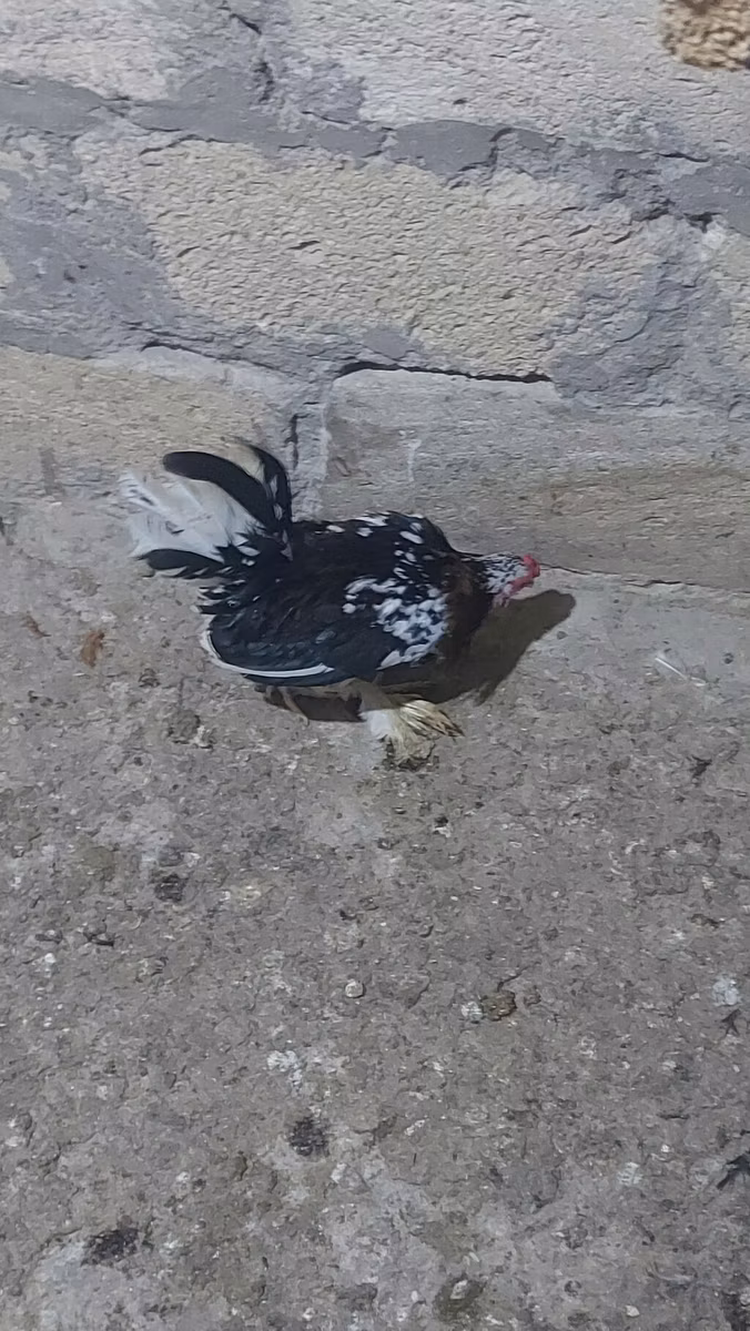 Japanisches Bantam