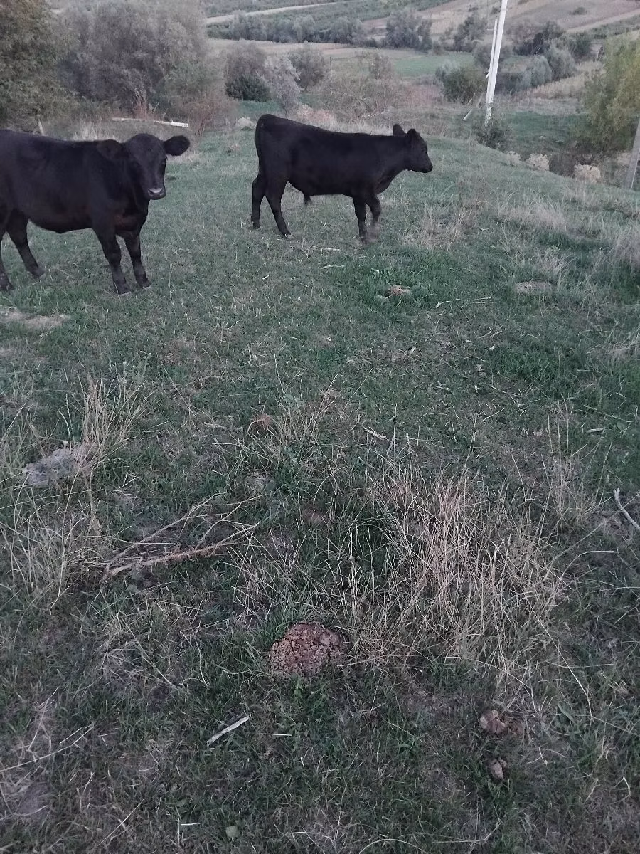 Aberdeen-Angus