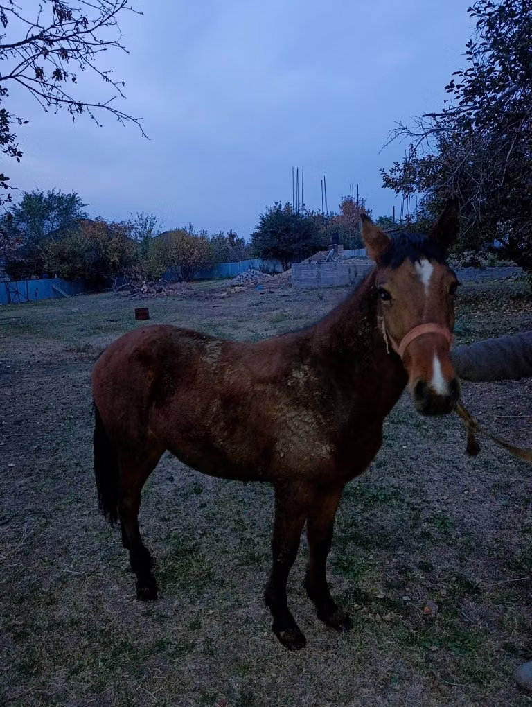 Tiger horse