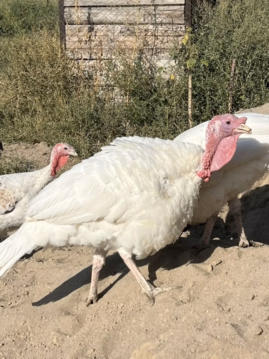هايبرد كونفرتر