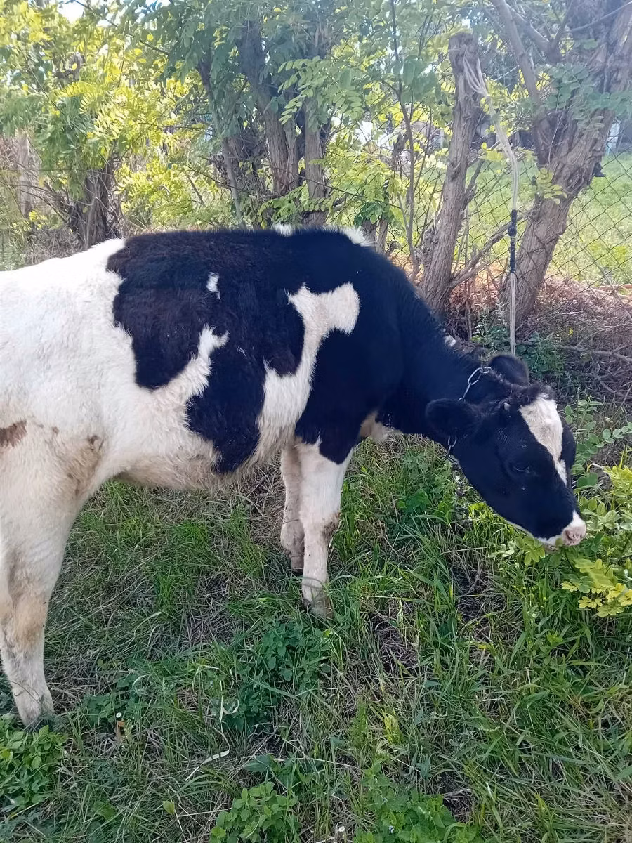 Russian Black pied cattle