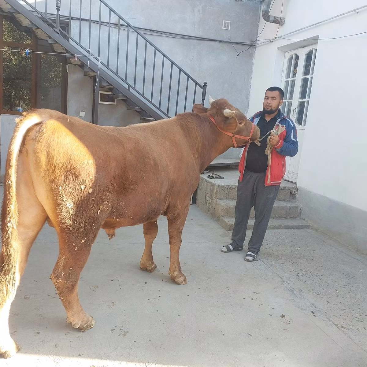 Vache limousine