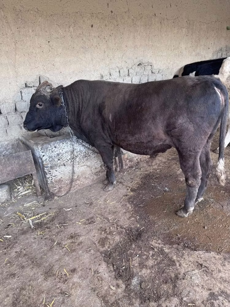 Race Holstein