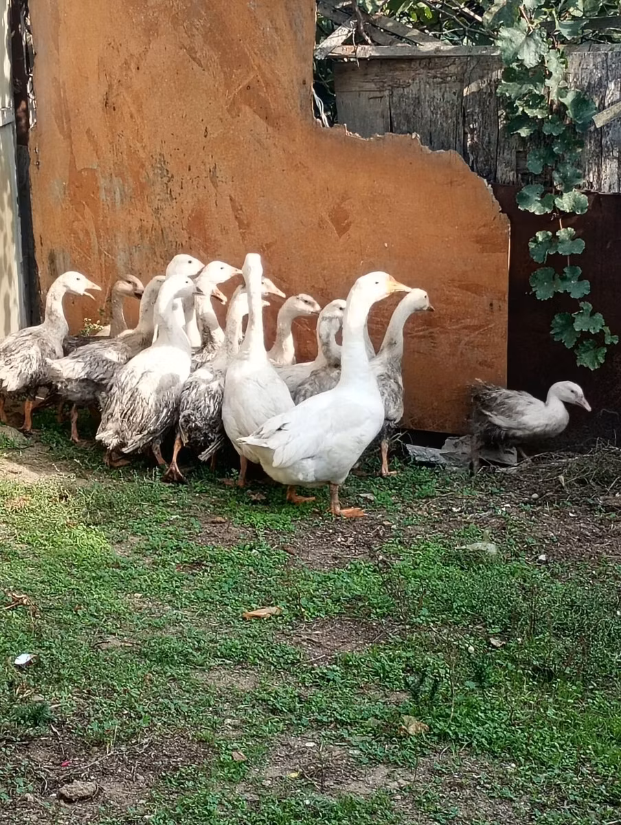 लिंडा