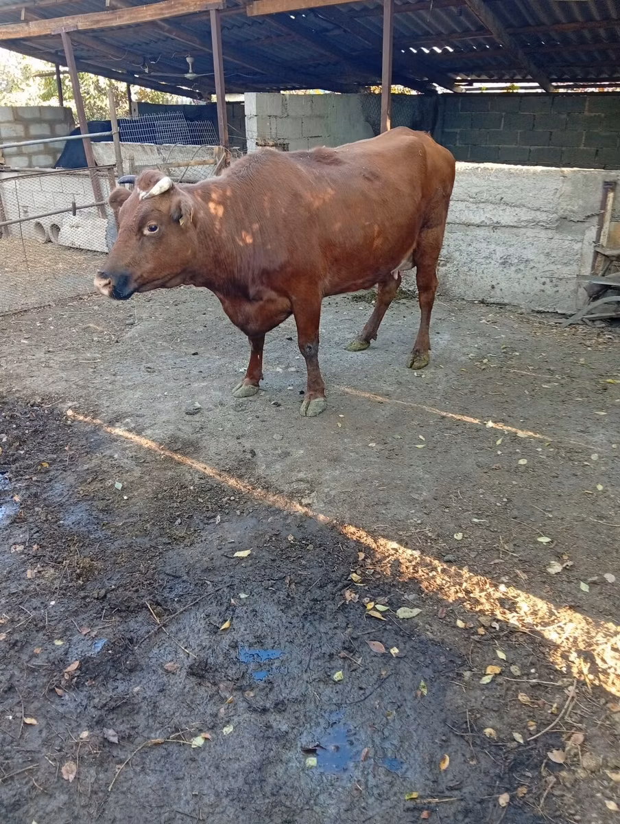 Red Steppe Cow