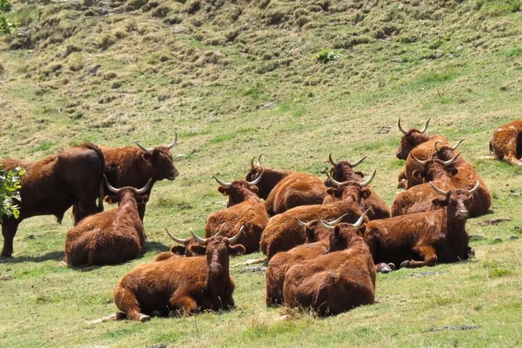 Salers cattle