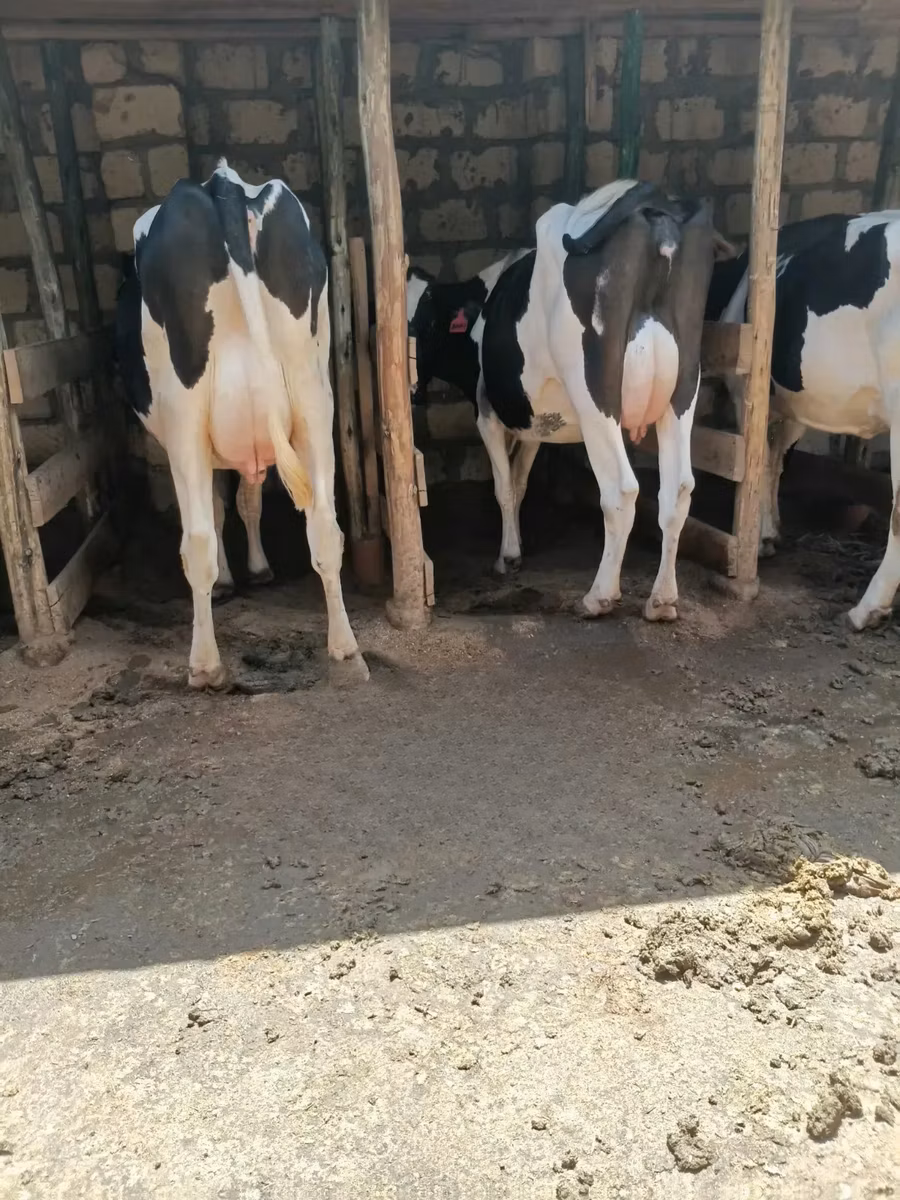 Race Holstein