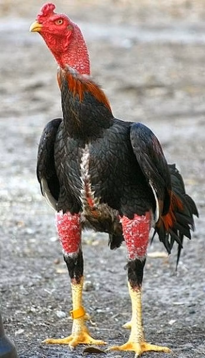 poules Shamo
