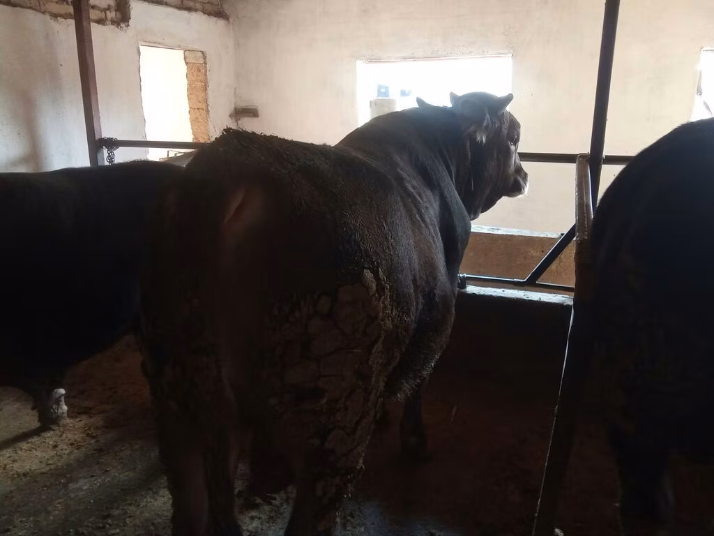 Aberdeen-Angus