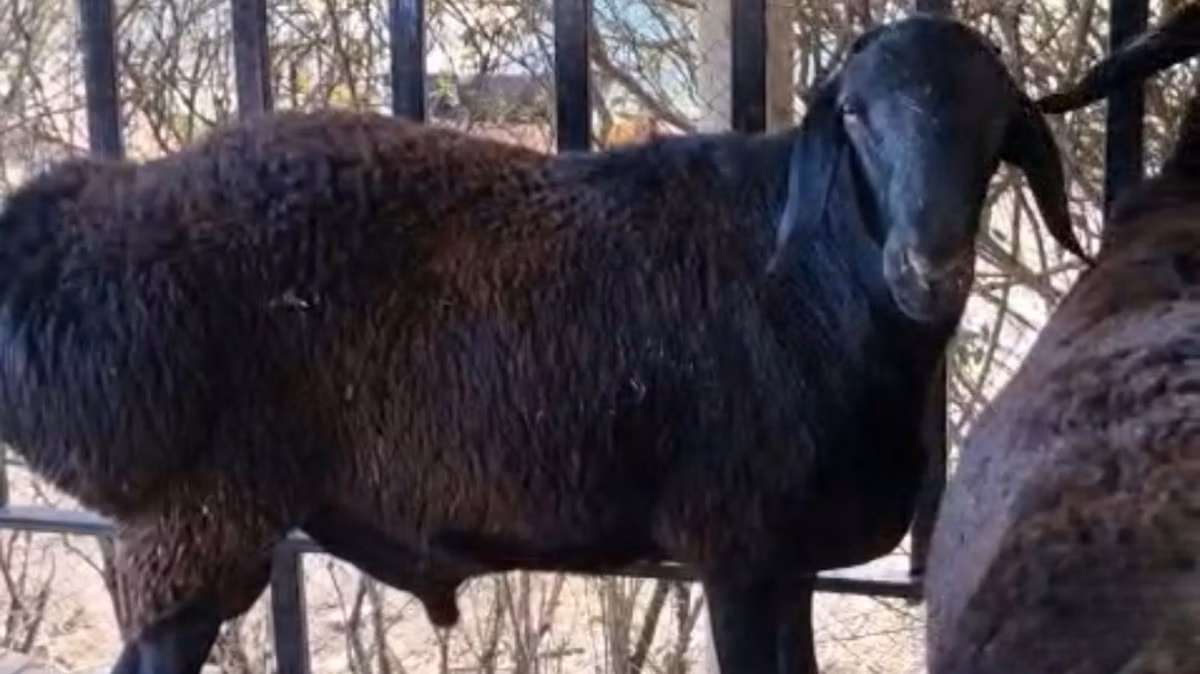 Kazakh fat-tailed coarsewool sheep