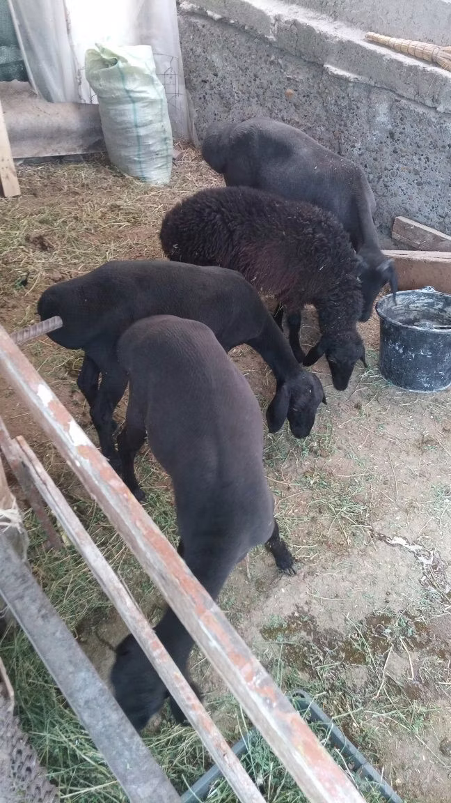 Hissar sheep
