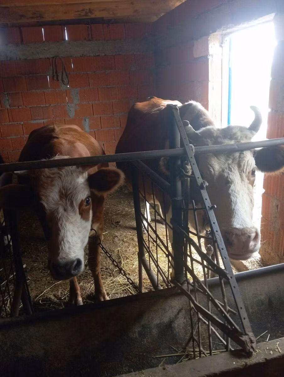 Simmental cattle