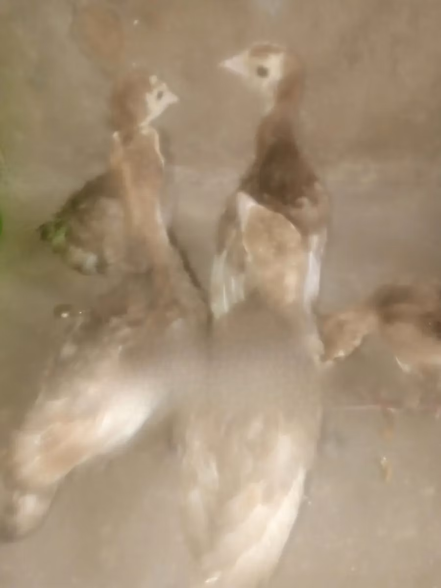 बोर्बन रेड