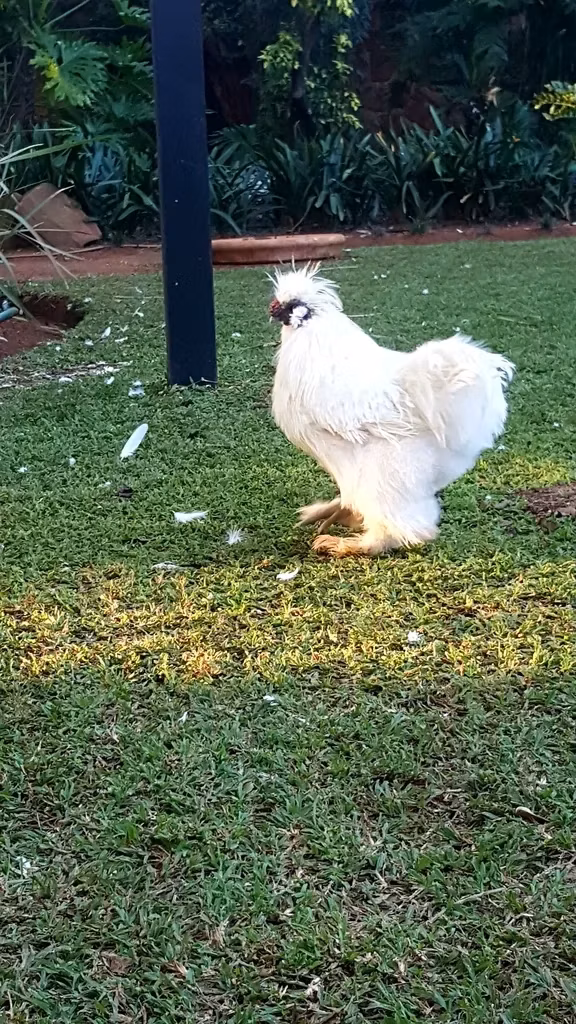 Poule soie