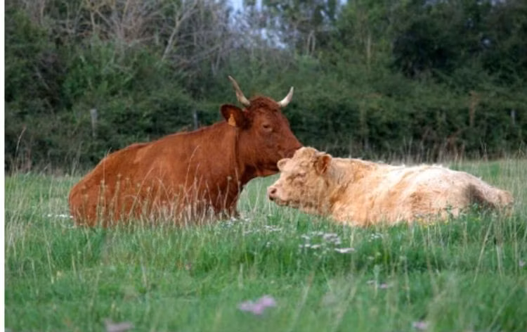 Salers cattle