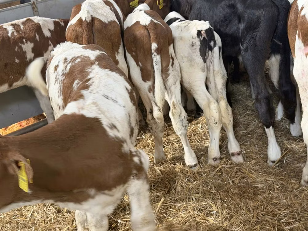 Simmental cattle