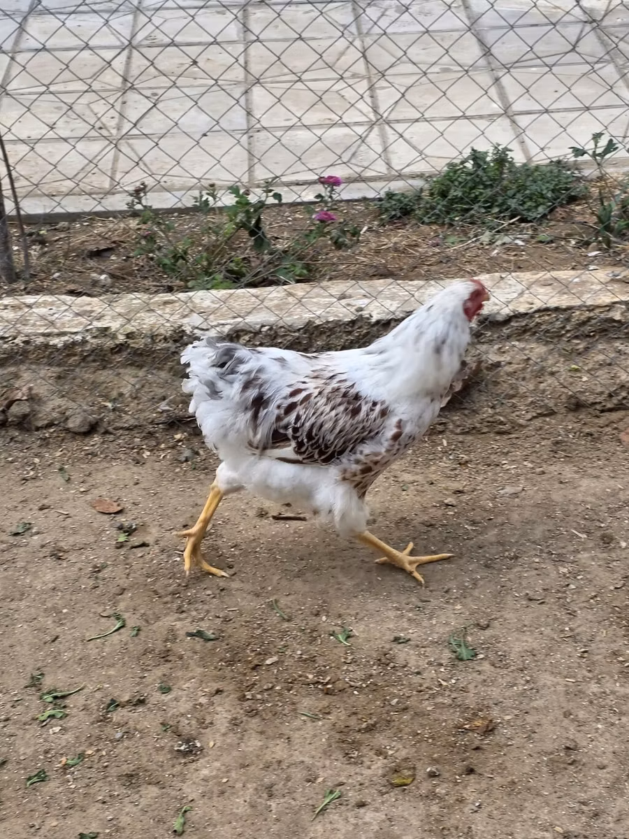 وياندوت