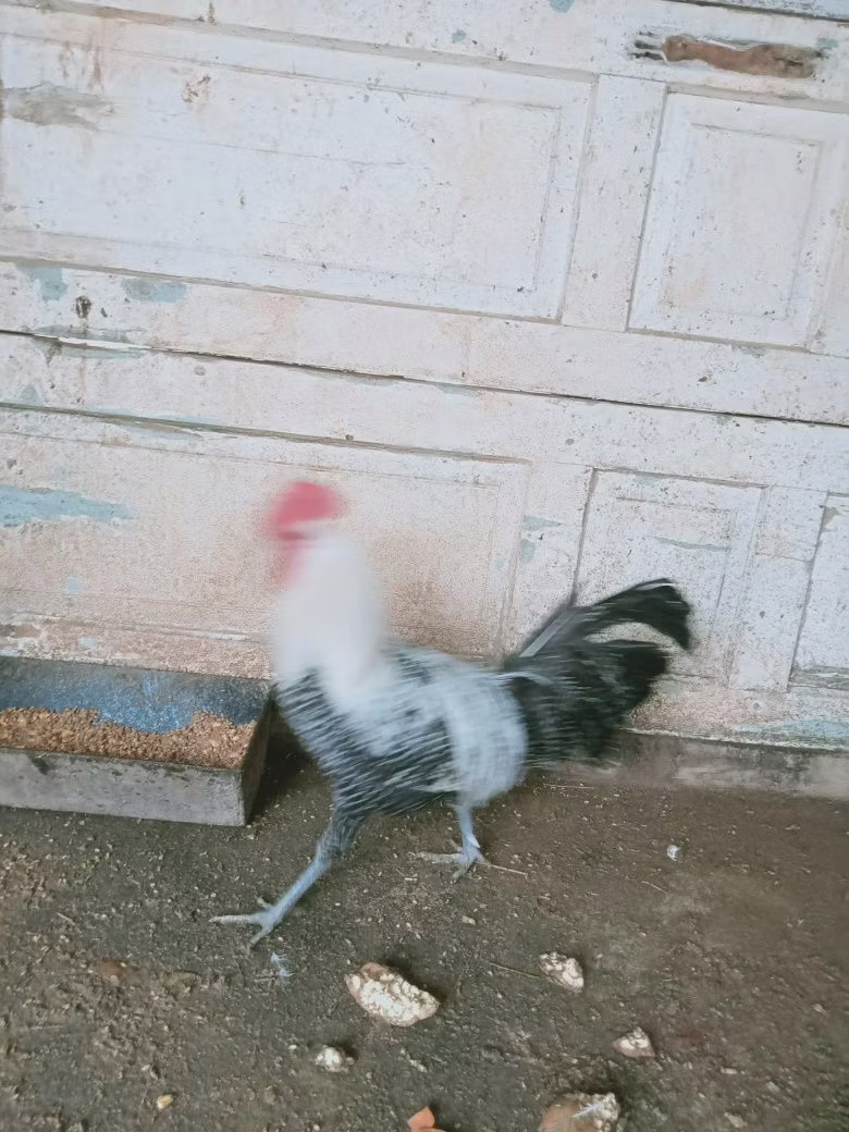 ब्रेकल