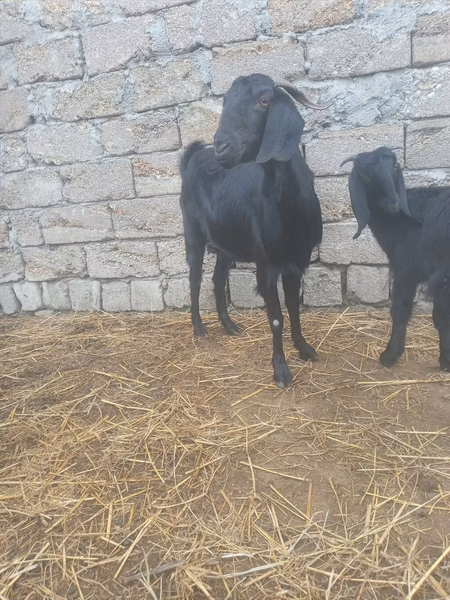 Damask goat