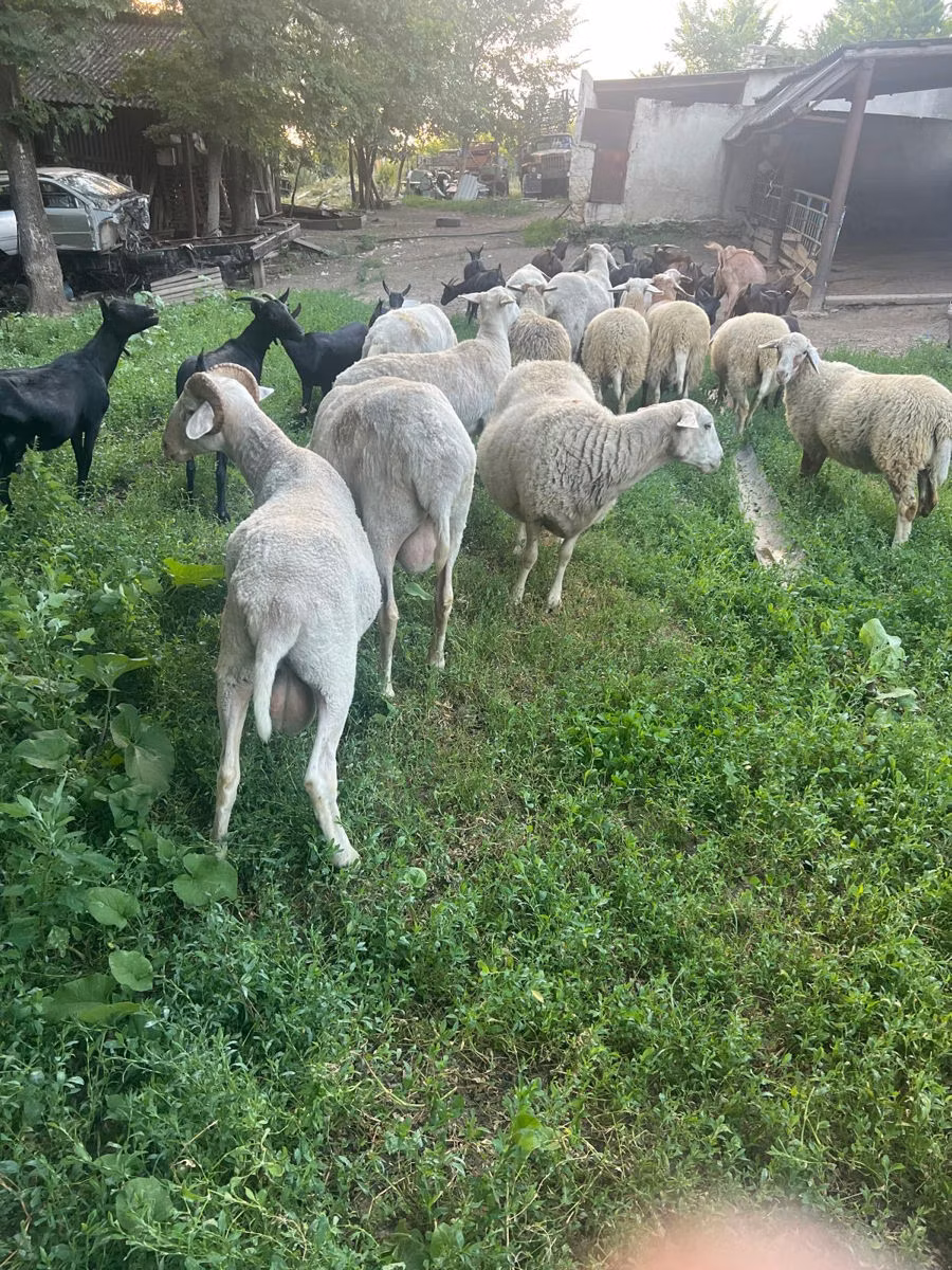 Assaf sheep
