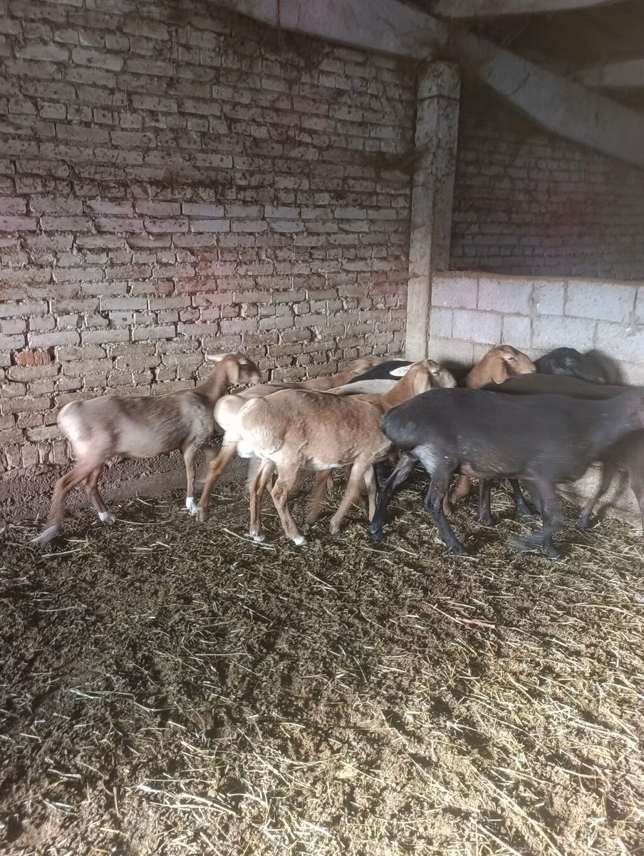 Tian-Shan semifinewool sheep