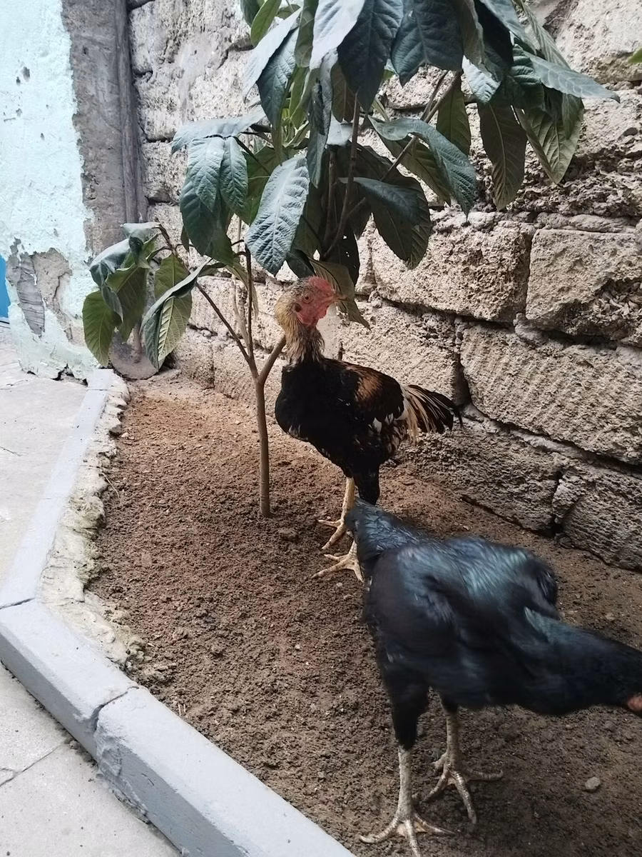 Silverudd Blue