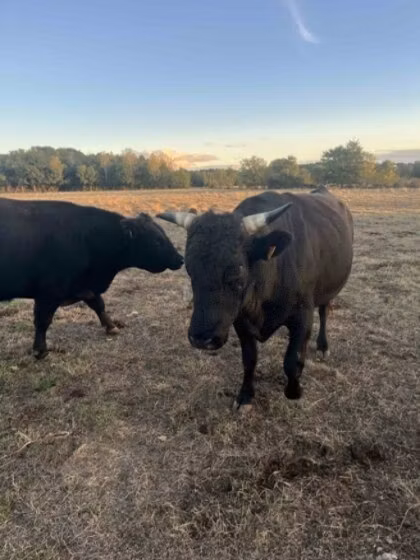 Wagyu