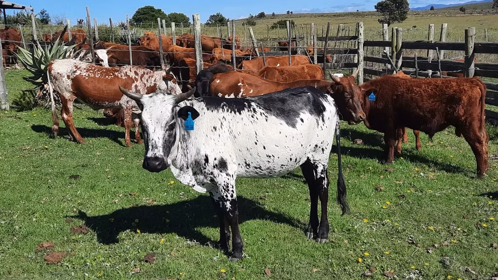 Nguni cattle