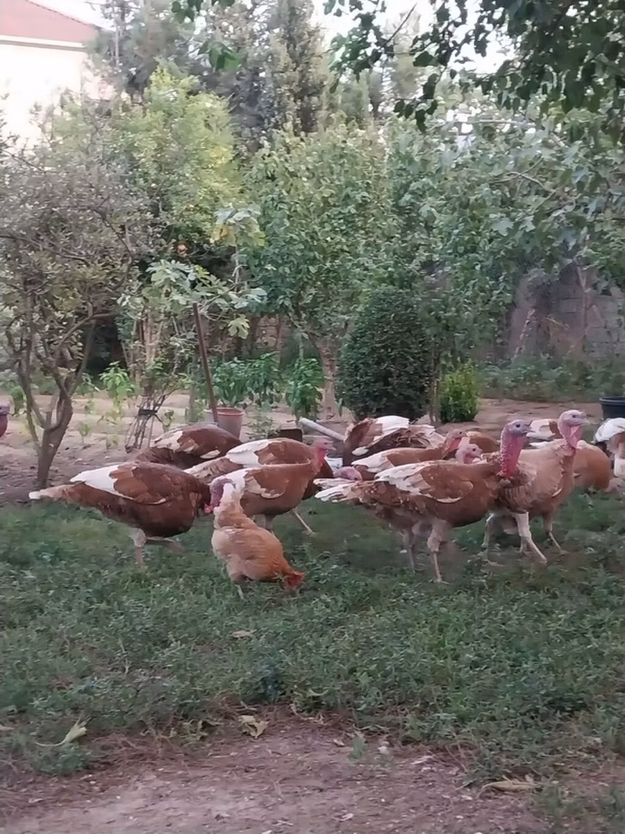 बोर्बन रेड